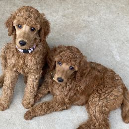Poodle puppies from Central Coast Standard Poodles & Cavaliers