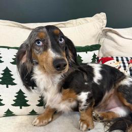 Rick - Black and tan male Dachshund puppy in Athens, Alabama from Weidenthal Dachshunds