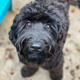 Heidi - Australian Labradoodle