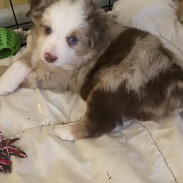 Miniature Australian Shepherd Puppies from Big D’s Aussie