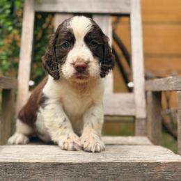 York - Liver and white male English Springer Spaniel puppy in Uvalda, Georgia from Willow Creek Farms