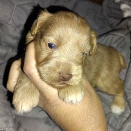 Tigger - Wheaten male Miniature Schnauzer puppy in Florida from Central Florida Schnauzers