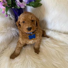 Blue Spike - Apricot male Goldendoodle puppy in Fontana, California from Grammy's Puppy Love doodles and poodles
