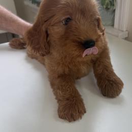 Riley - Red  female Goldendoodle puppy in Headland, Alabama from Amber Moon Goldendoodles