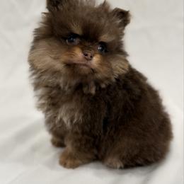 Coffee - Chocolate and tan male Pomeranian puppy in California from Pawsh Poms