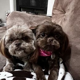 Shih Tzu All Grown Up from I Shih Tzu not Puppies of the Gulf Coast