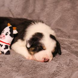 Border Collie Puppies from Wandering Meadows Farm