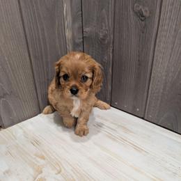 Tessa - Ruby female Cavalier King Charles Spaniel puppy in New Holland, Pennsylvania from Mountain Breeze Puppies