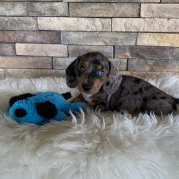 Dachshund Puppies from Benji’s Babies