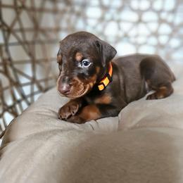 Aurora (orange) - Red and rust female Doberman Pinscher puppy in Hamilton, Ohio from Little Dragon Dobermans