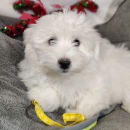 Gage - White male Coton de Tulear puppy in Westfield, North Carolina from Legacy Pets