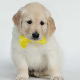 Golden Retriever Puppies from Valley County Goldens