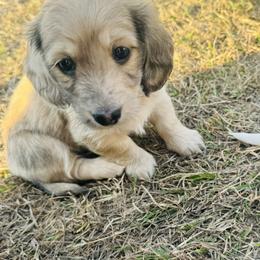 Girl 2 - Dapple female Dachshund puppy in Oklahoma from DRB Dachshunds