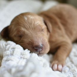 Goldendoodle Puppies from Edge Farm Goldendoodles