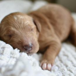 Goldendoodle Puppies from Edge Farm Goldendoodles
