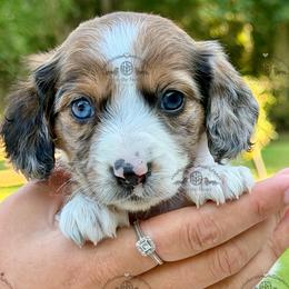 Miss. Lt. Pink-4800 - Dapple female Dachshund puppy in Sparr, Florida from From the Heart Doxies