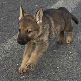 A1-2 Sable Boy - Lt. Blue (formerly Lt. Grn then Brown) - Sable male German Shepherd puppy in Lincoln, California from Valor-K9s