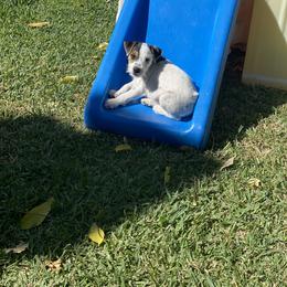 Jack Russell Terrier Puppies from Fair Dinkum Jack Russell Terriers