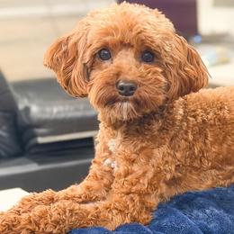 Nate - Goldendoodle