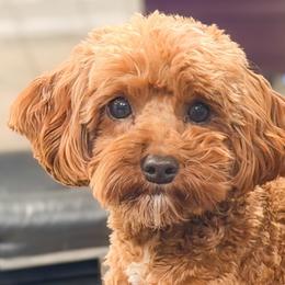 Nate - Goldendoodle