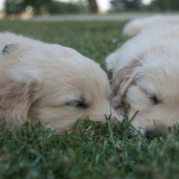 Golden Retriever Puppies from Barb Felt's Golden Retrievers