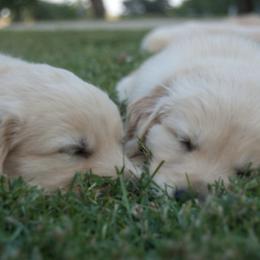 Golden Retriever Puppies from Barb Felt's Golden Retrievers