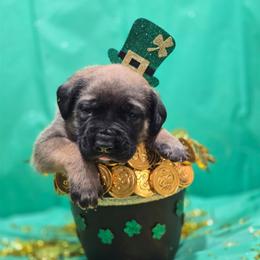CHEESEBURGER - Red Collar Apricot Boy - Apricot male Mastiff puppy in Auburn, Kansas from Puppy Paradise:  English Mastiff Puppies & Standard Goldendoodle Puppies