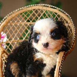 Story - female Australian Mountain Doodle puppy in Crete, Nebraska from Doodles & Co