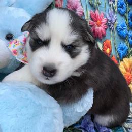 Rainy - Black and white female Pomsky puppy in Venus, Pennsylvania from Hemlock Pines Pomsky