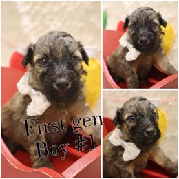 Cinnamon - Brown male Whoodle puppy in Smallett, Missouri from Leshas Whoodles