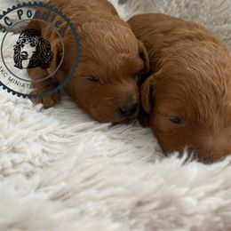 Poodle Puppies from 3C Poodles