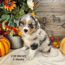 Australian Shepherd, Miniature American Shepherd, and Toy Australian Shepherd Puppies from OR Aussies