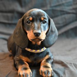 Girl 4 - Black and tan Dachshund puppy in Harrisburg, Illinois from Pyradox