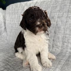 Bill - Liver and white male Springerdoodle puppy in Dundee, Ohio from Evalina Miller's Spaniels