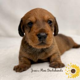 Red boy wire hair - Red male Dachshund puppy in Polk County, Florida from Jessi’s Mini Dachshunds