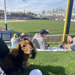 Dachshund Puppies from Aster Creek Kennel