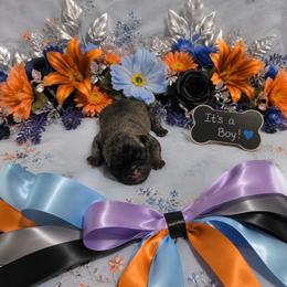 Brindle Boy (orange toe) - Brindle male Pug puppy in Tulsa, Oklahoma from Locust Creek Pugs & Japanese Chin's