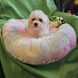Orangie - White and buff female Bichon Frise puppy in Chatham, Illinois from Bichon Frise Partnership