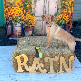 Labrador Retriever Puppies from Knotty Creek Labradors