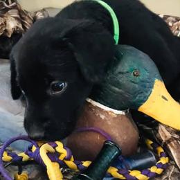 Labrador Retriever Puppies from Southern Elite Retrievers