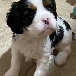 Cavalier King Charles Spaniels from Cavaliers of Royalty