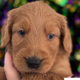 Ace - Goldendoodle puppy from Perfect Fit Poodles & Doodles