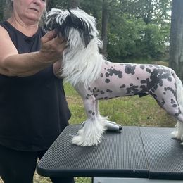 Axle - Chinese Crested