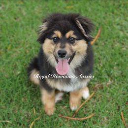 Arthur - Black tri Miniature American Shepherd puppy in Kamuela On The Big Island, Hawaii from Royal Hawaiian Aussies LLC