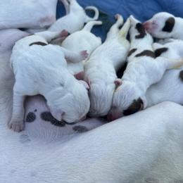 Boxer Puppies from Best Friends