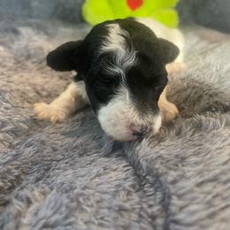 BWM - Parti male Poodle puppy in Bee Branch, Arkansas from Scroggins Creek Doodles