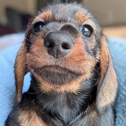Louise-Currently located in Michigan - Wild boar female Dachshund puppy in Michigan And Florida Locations, Michigan from UP North Dachshunds UPNDLLC