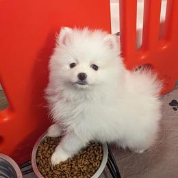 Pomeranian Puppies from Passionate PomPoms