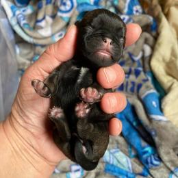 Winnie, Dark fawn girl 3 - Fawn female Pug puppy in Onalaska, Washington from Cupid’s Pugs