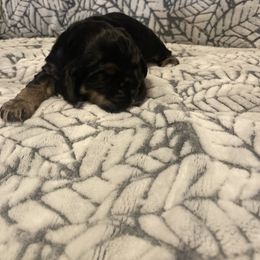Cocker Spaniel Puppies from Hershey Sugar Rd Cockers